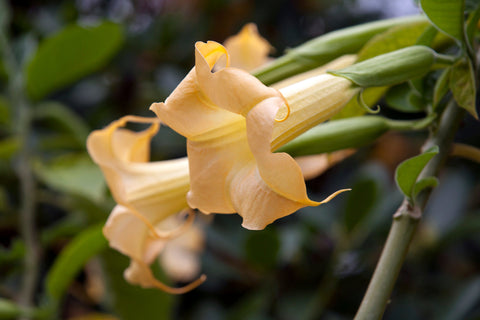 Éliminer le datura jaune