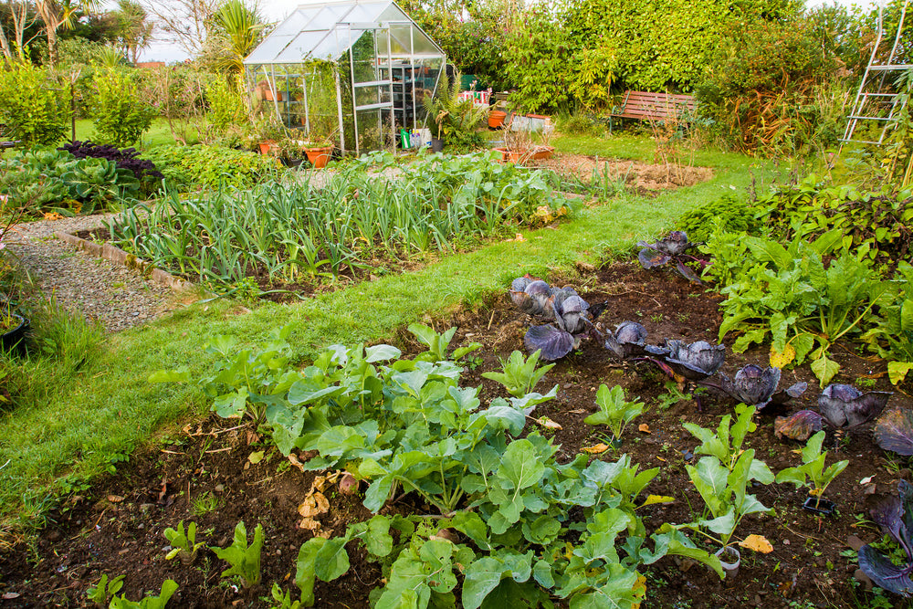Kleiner Garten mit Beeten
