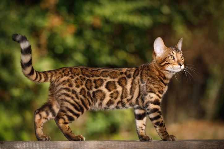 Infographic showing physical traits of Bengal cats including spotted coat, muscular body, and love for water