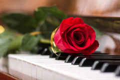 A rose on piano keys representing Fur Elise