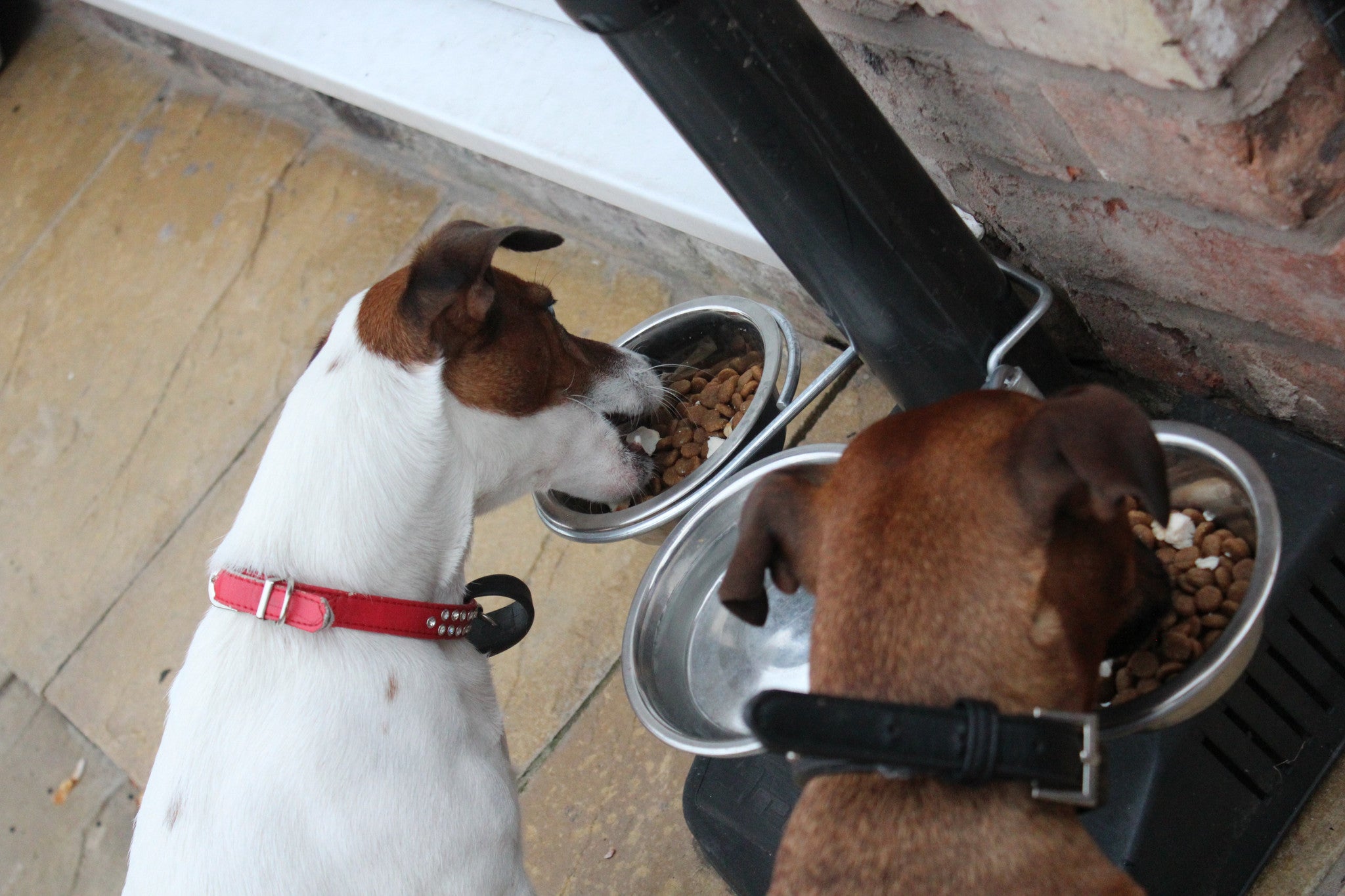 outdoor dog feeding station