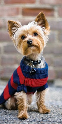 yorkie sweater