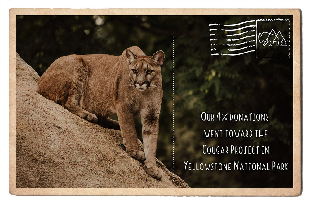 Cougars In Yellowstone And Cougar Population Trends 