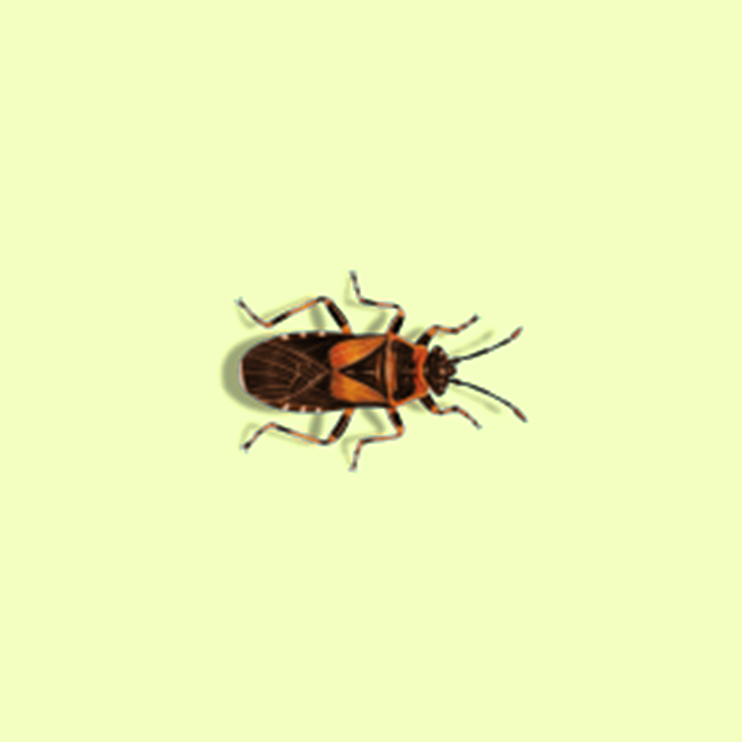 Elm_seed_bugs