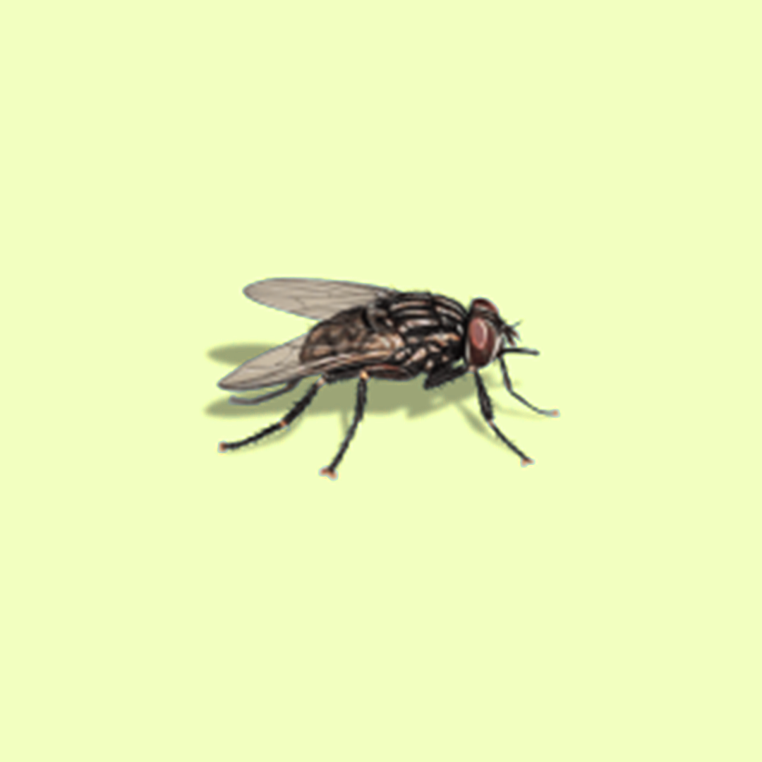 Stable_Flies
