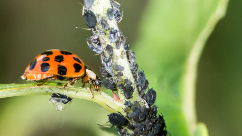 An image of a ladybug eating pests