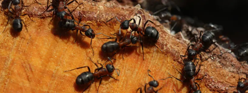Carpenter ants crawling on wood.