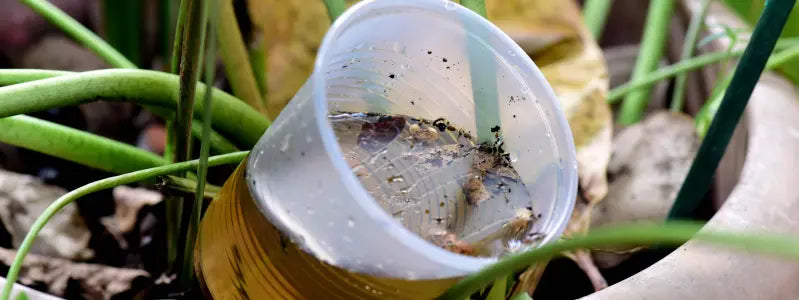 A plastic cup with dirty water and other debris that could house a mosquito breeding spot.