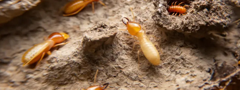 Drywood termites eating a piece of dead wood.