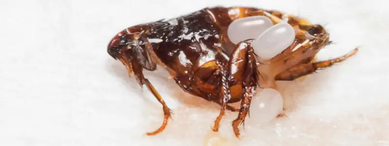 A flea with its eggs on a white background.