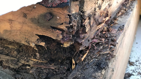 Assessing the Severity of Your Pest Issue