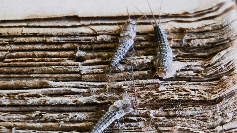 How To Kill Silverfish