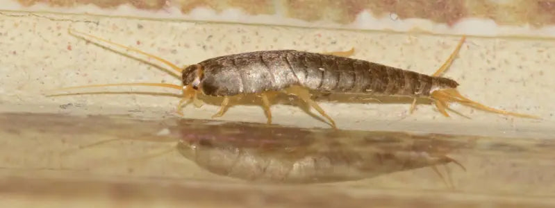 A silverfish walks along the edge of a wet tile countertop.