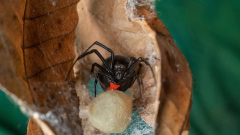 A black widow protecting her egg sac in between two dead leaves.