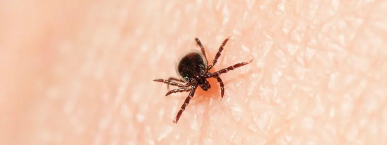 A blacklegged tick walking along human skin.