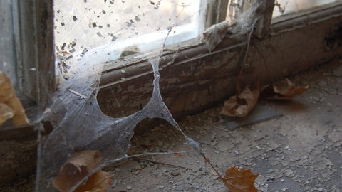 Cobwebs near a window in need of repair.