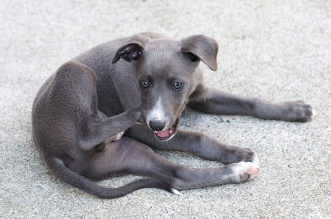 dog licking feet and scratching ear