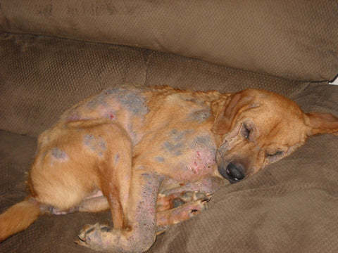 dog scratching losing hair