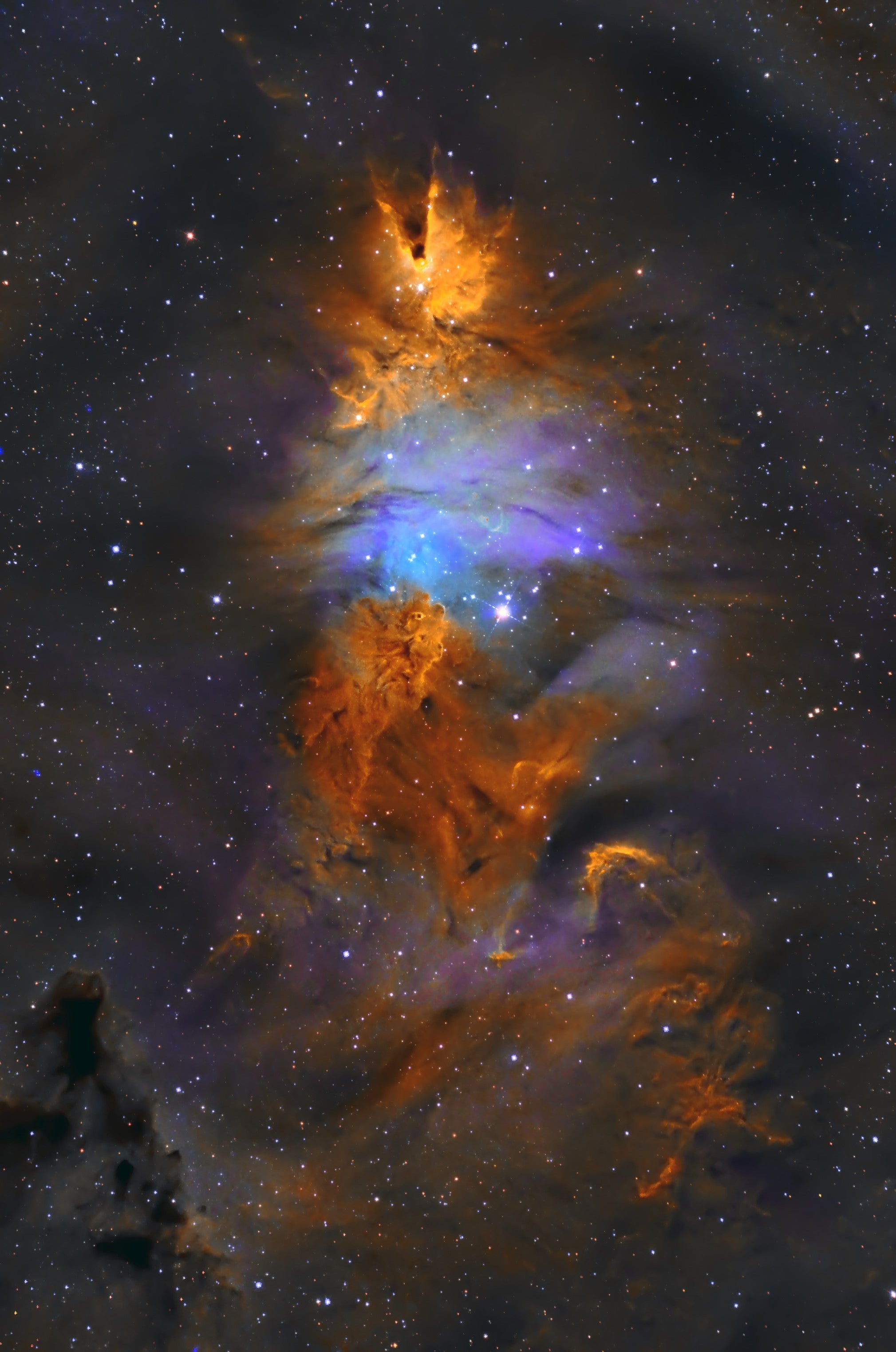 the Christmas Tree Nebula - NGC 2264