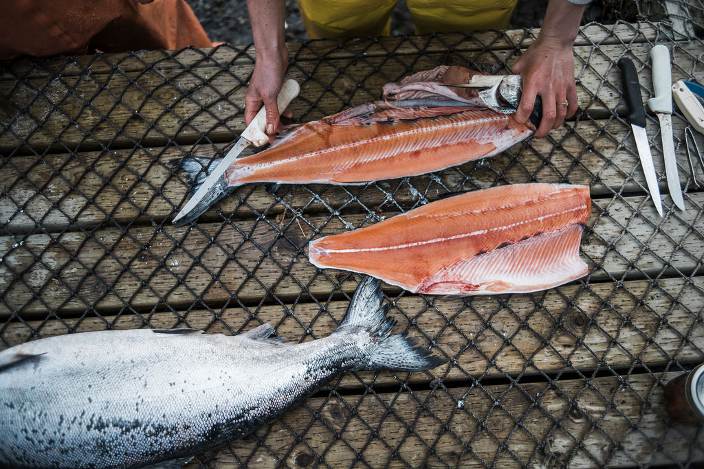 How to Fillet a Fish – Salmon Sisters