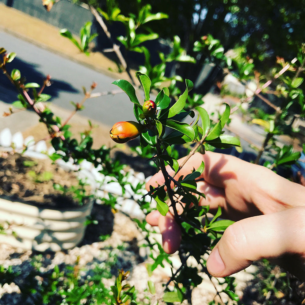 Our first pomegranate 