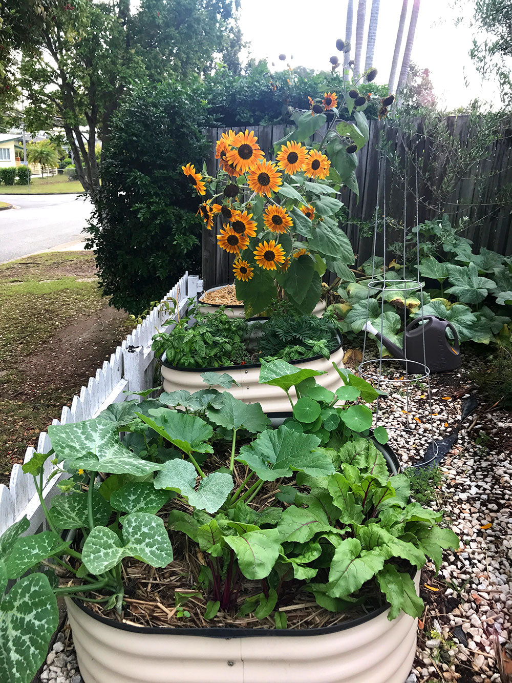 Spring Garden Update Front Garden