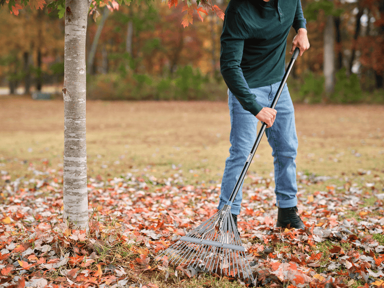 24-Tine Steel Lawn Rake