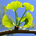 Ginkgo