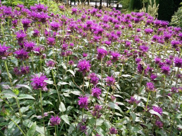 Monarda (bergamotplant)