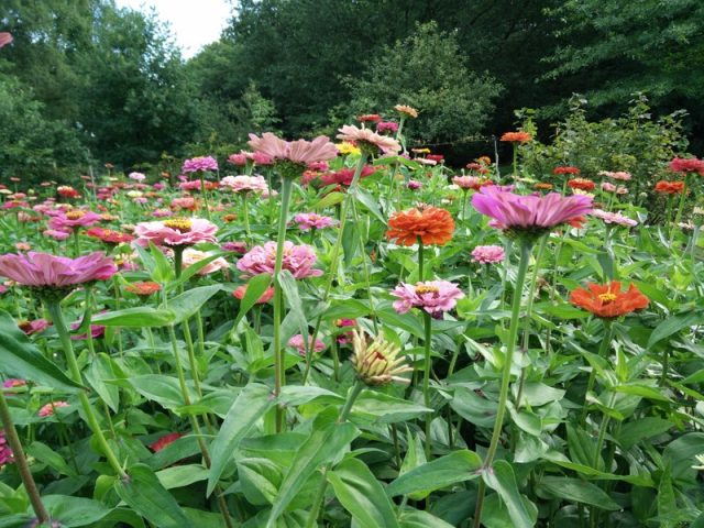 Zinnia's Californische reuzen