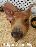 Edgar Allen Pig the small, young, brown rescued pig.