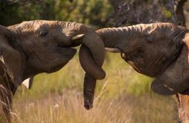 Elephants entwining trunks