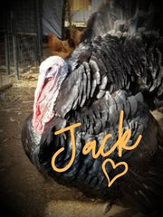 Jack the Turkey from 2nd Street Hooligans Sanctuary