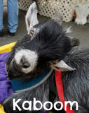 Kaboom the young black and white rescued pygmy goat.