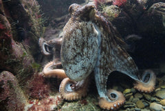 Octopus blending in among rocks