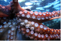 Octopus spreading its tentacles in the water