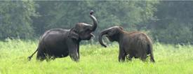 Young Asian Elephants at play