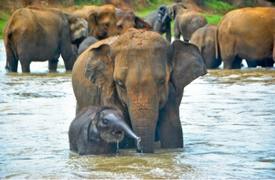 Asian elephant family bathing