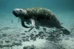 manatee underwater