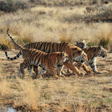 family of tigers walking