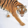 tiger walking in snow