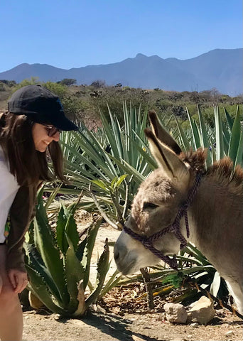 neda and totopo the cute mule