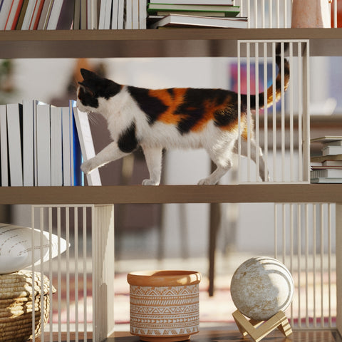 Cat walking on decorative bookcase storage furniture.