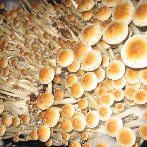amazonian mushroom spores