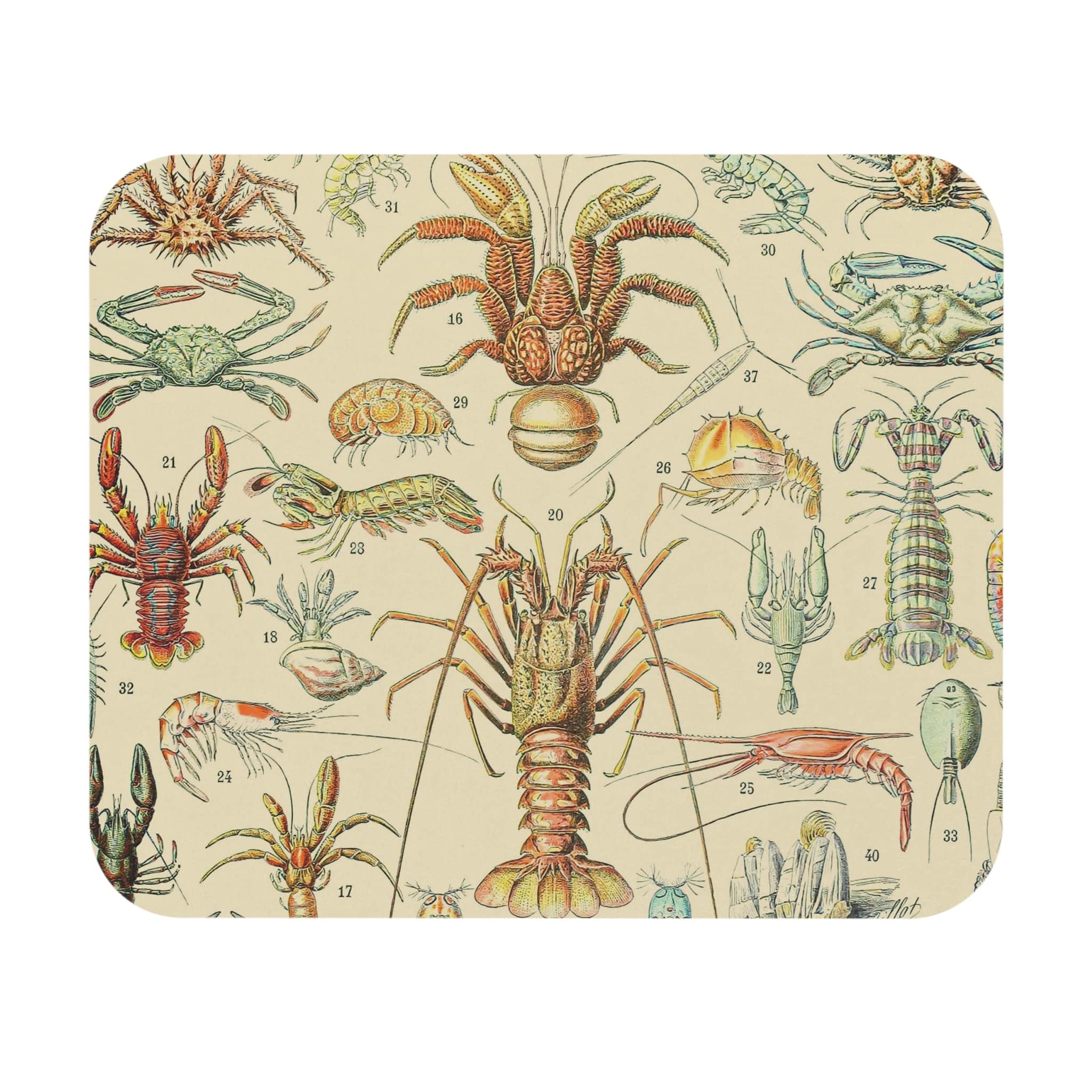 Lobsters and Crabs Mouse Pad | Science Theme Desk & Office Decor