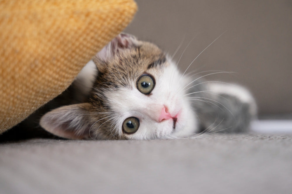 A curious kitten with big green eyes rests on a gray surface, peeking from behind a yellow cushion.