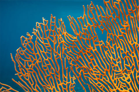 Image of coral