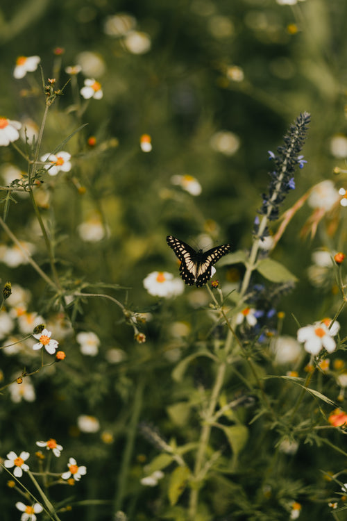 Butterfly and flowers filler image