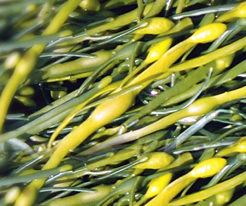 Ascophyllum nodosum Seaweed 