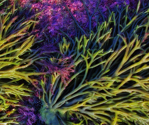 Codium fragile subsp.atlaticum Seaweed